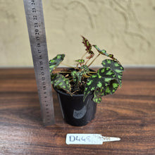 Load image into Gallery viewer, #D448 Begonia Tiger Paws
