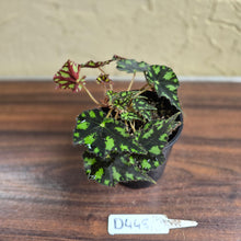Load image into Gallery viewer, #D448 Begonia Tiger Paws