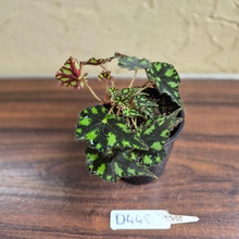 Load image into Gallery viewer, #D448 Begonia Tiger Paws