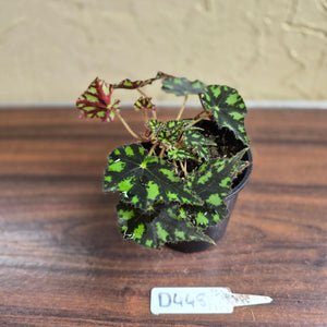 #D448 Begonia Tiger Paws
