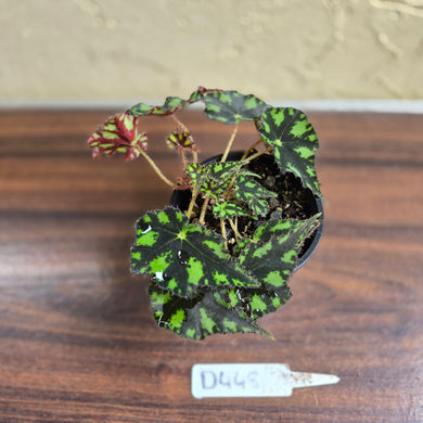 #D448 Begonia Tiger Paws