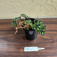 Load image into Gallery viewer, #D448 Begonia Tiger Paws