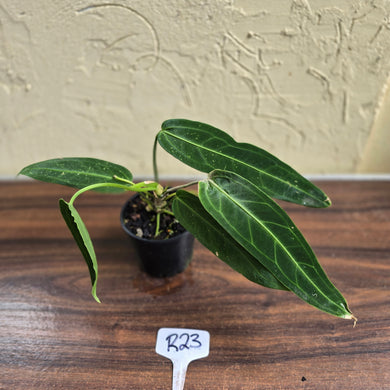 #R23 Anthurium Warocqueanum