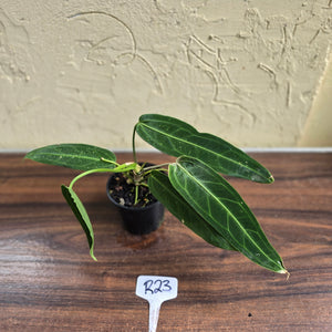 #R23 Anthurium Warocqueanum