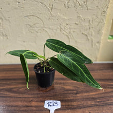 Load image into Gallery viewer, #R23 Anthurium Warocqueanum