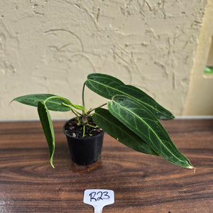 #R23 Anthurium Warocqueanum