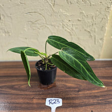 Load image into Gallery viewer, #R23 Anthurium Warocqueanum