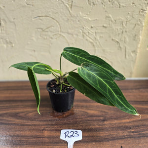 #R23 Anthurium Warocqueanum