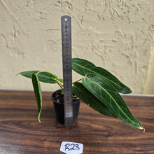 Load image into Gallery viewer, #R23 Anthurium Warocqueanum