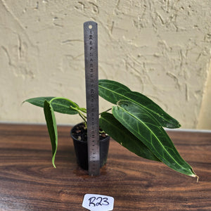 #R23 Anthurium Warocqueanum