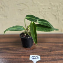 Load image into Gallery viewer, #R23 Anthurium Warocqueanum
