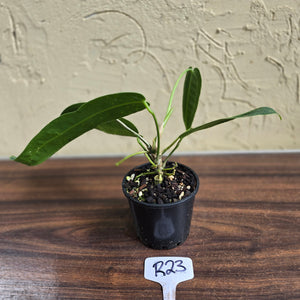 #R23 Anthurium Warocqueanum