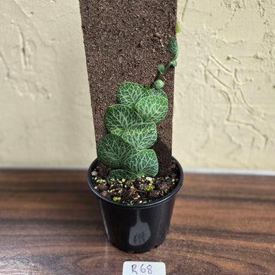 #R68 Rhaphidophora Cryptantha