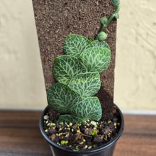 Load image into Gallery viewer, #R68 Rhaphidophora Cryptantha