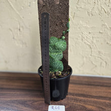 Load image into Gallery viewer, #R68 Rhaphidophora Cryptantha