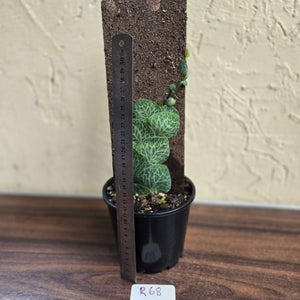 #R68 Rhaphidophora Cryptantha