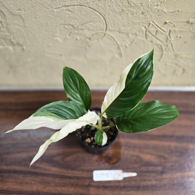 #D998 Spathiphyllum Picasso