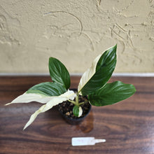Load image into Gallery viewer, #D998 Spathiphyllum Picasso