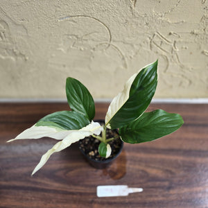 #D998 Spathiphyllum Picasso