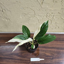 Load image into Gallery viewer, #D998 Spathiphyllum Picasso