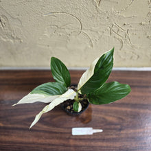 Load image into Gallery viewer, #D998 Spathiphyllum Picasso