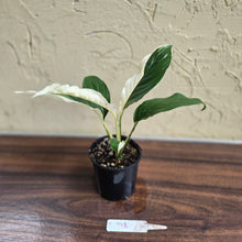 Load image into Gallery viewer, #D998 Spathiphyllum Picasso