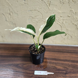 #D998 Spathiphyllum Picasso