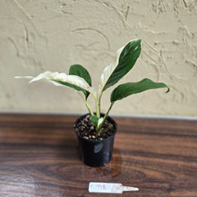 Load image into Gallery viewer, #D998 Spathiphyllum Picasso