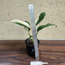 Load image into Gallery viewer, #D998 Spathiphyllum Picasso