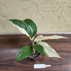 #D998 Spathiphyllum Picasso