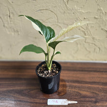 Load image into Gallery viewer, #D998 Spathiphyllum Picasso