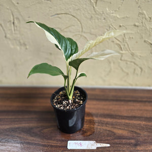 #D998 Spathiphyllum Picasso