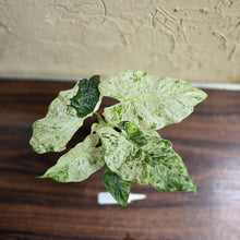 Load image into Gallery viewer, #D912 Alocasia Odora Batik