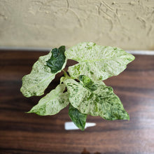 Load image into Gallery viewer, #D912 Alocasia Odora Batik