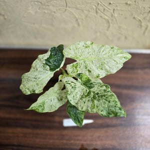 #D912 Alocasia Odora Batik