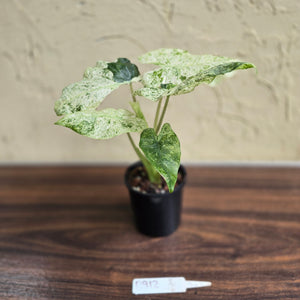 #D912 Alocasia Odora Batik