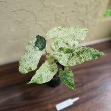 Load image into Gallery viewer, #D912 Alocasia Odora Batik