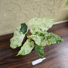 Load image into Gallery viewer, #D912 Alocasia Odora Batik