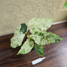 Load image into Gallery viewer, #D912 Alocasia Odora Batik