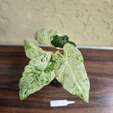 Load image into Gallery viewer, #D912 Alocasia Odora Batik