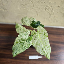 Load image into Gallery viewer, #D912 Alocasia Odora Batik