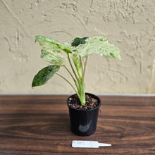 Load image into Gallery viewer, #D912 Alocasia Odora Batik