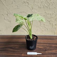 Load image into Gallery viewer, #D912 Alocasia Odora Batik