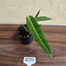 Load image into Gallery viewer, #R224 Anthurium Warocqueanum