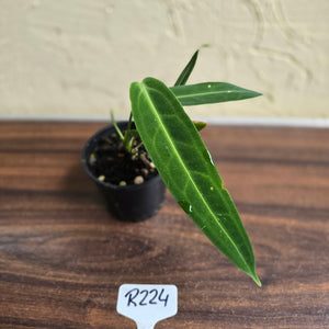 #R224 Anthurium Warocqueanum