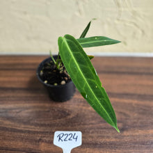 Load image into Gallery viewer, #R224 Anthurium Warocqueanum