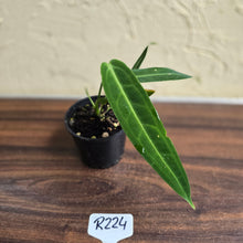 Load image into Gallery viewer, #R224 Anthurium Warocqueanum
