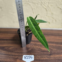 Load image into Gallery viewer, #R224 Anthurium Warocqueanum
