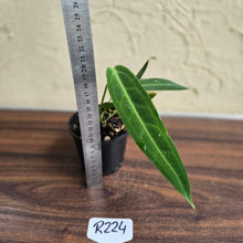 Load image into Gallery viewer, #R224 Anthurium Warocqueanum