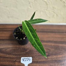 Load image into Gallery viewer, #R224 Anthurium Warocqueanum
